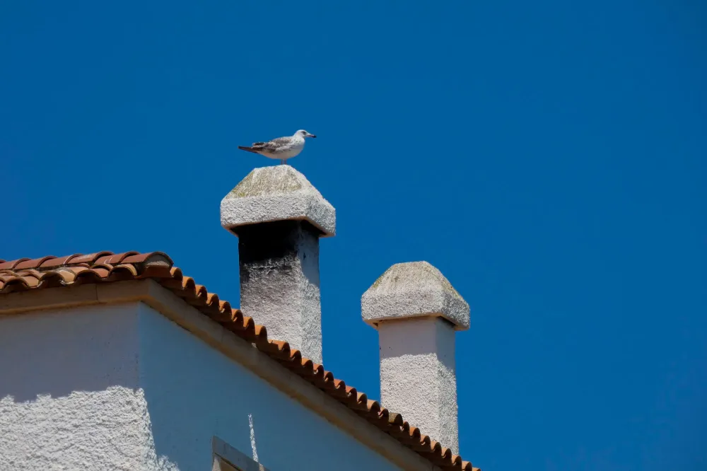 Installation-de-grillages-anti-oiseaux-à-Melunwebp